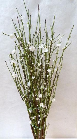 PRUNUS FLEUR DE PECHER DOUBLE Italie